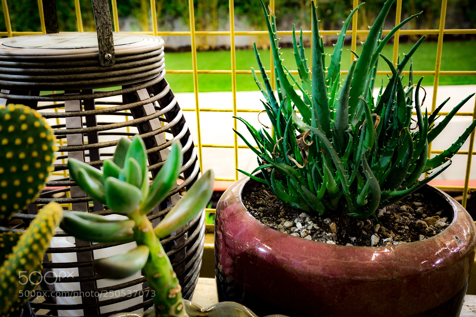 Sony a6000 sample photo. Aloe photography