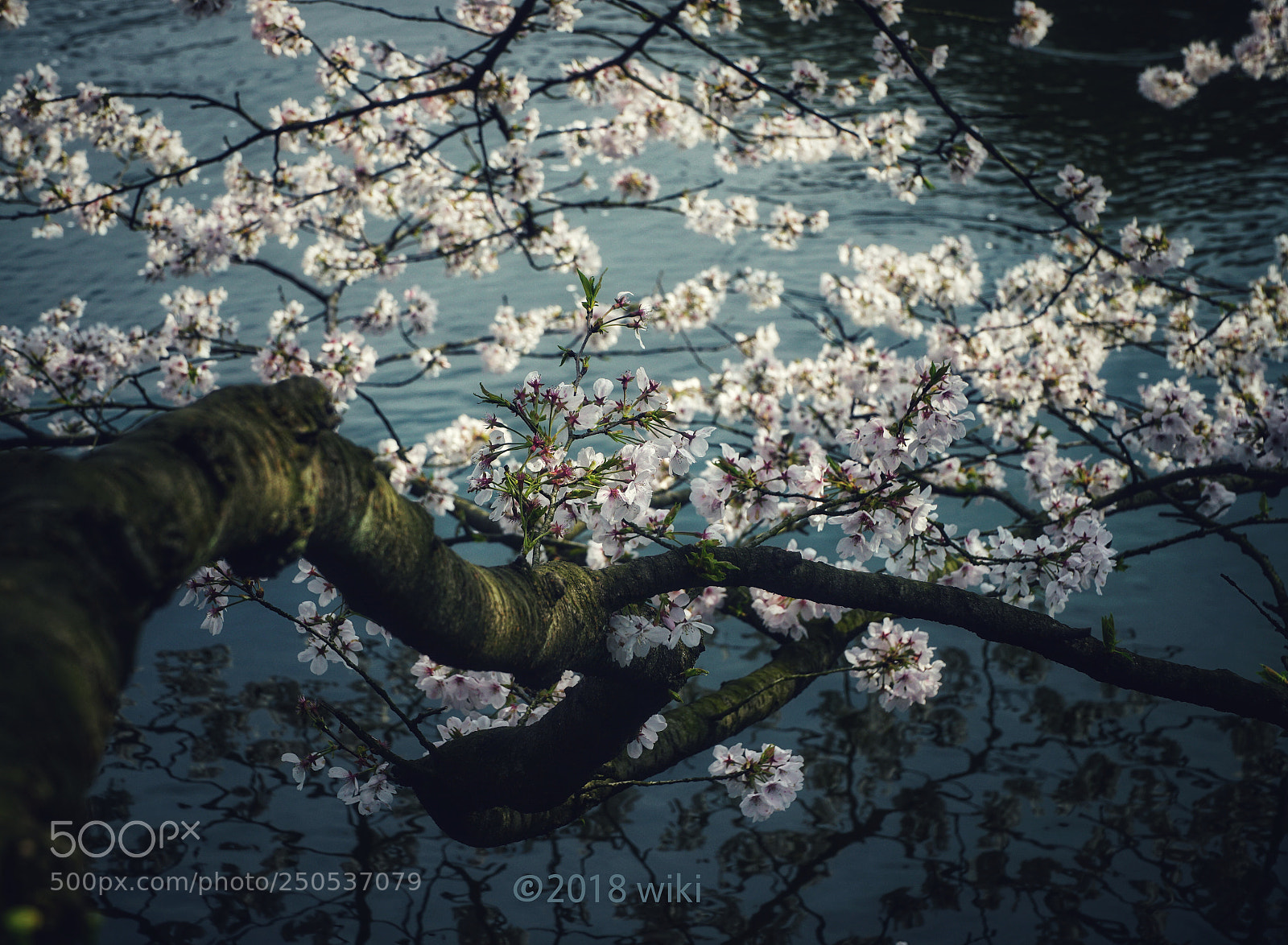 Sony a5100 sample photo. 樱花，为你如花美眷，似水流年。 photography