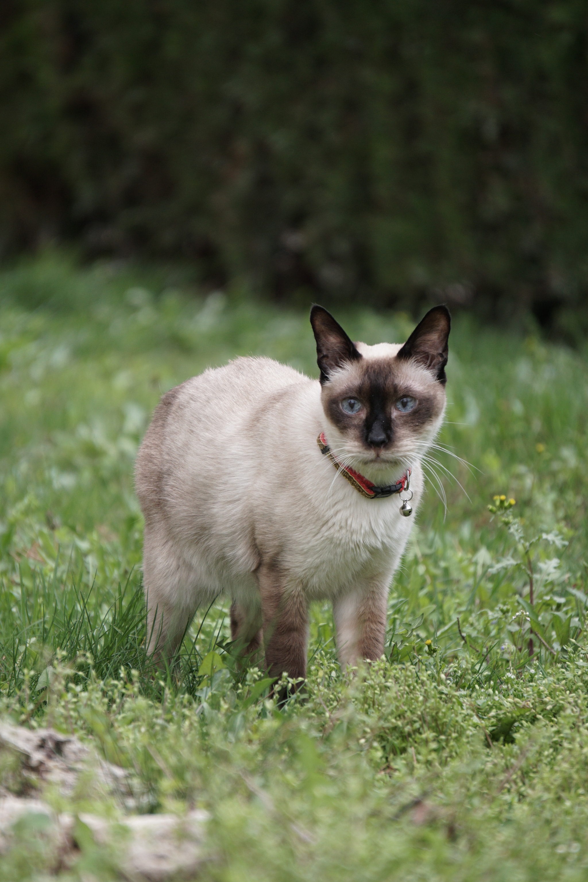Sony E 55-210mm F4.5-6.3 OSS sample photo