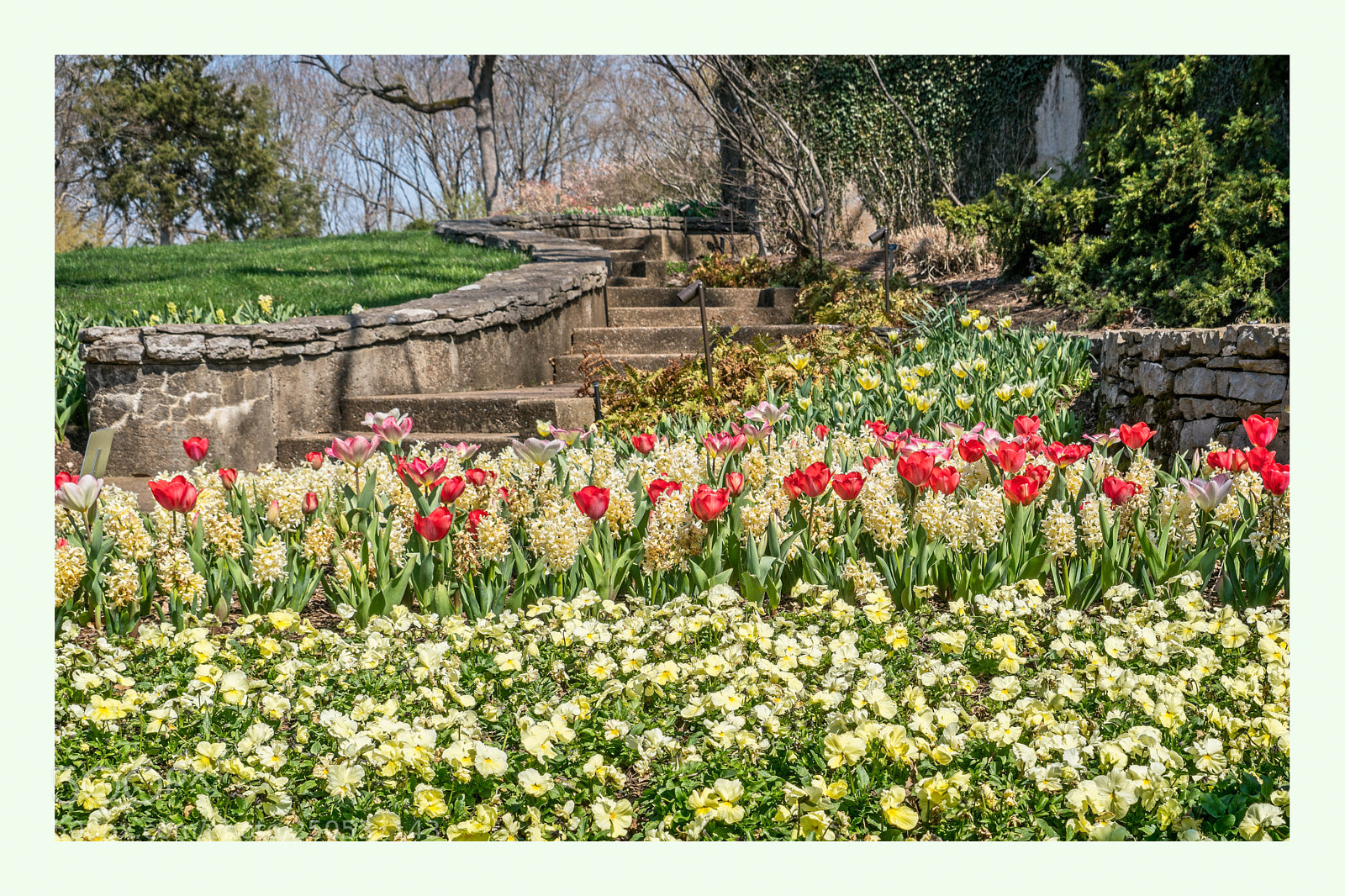 Sony a7R II sample photo. Tulips, hyacinths and pansies photography