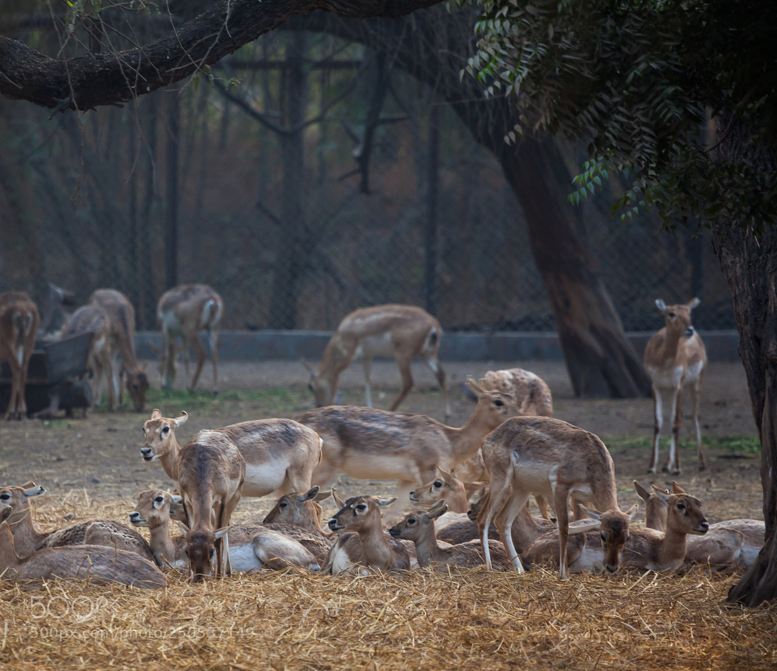 Canon EOS 5D Mark II sample photo. Deers photography