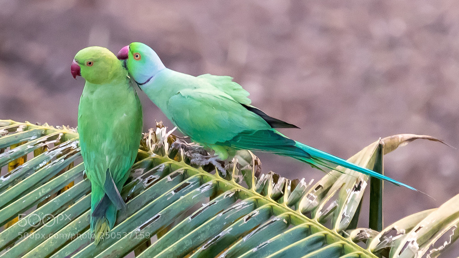 Canon EOS 80D sample photo. Parakeet’s love photography