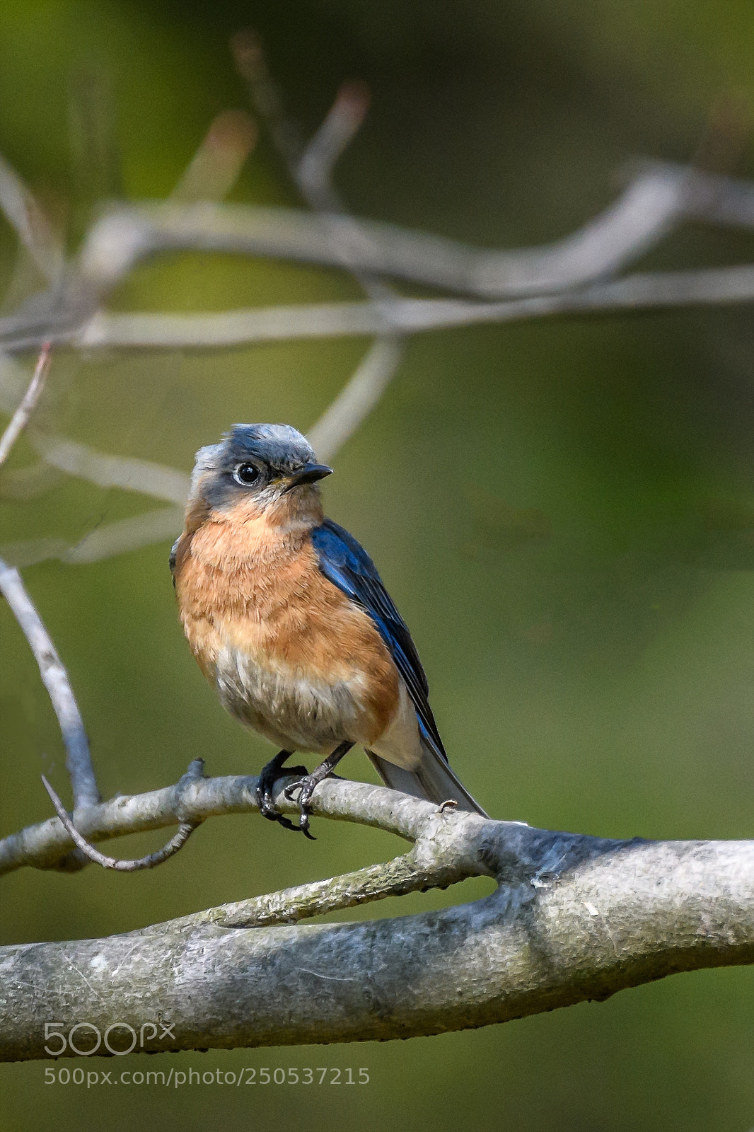 Nikon D850 sample photo. Eastern bluebird - male photography