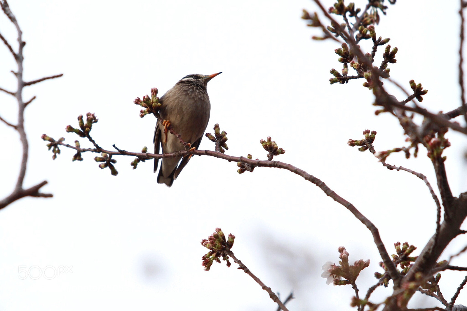 Canon EOS 7D sample photo. Turdus naomanni photography