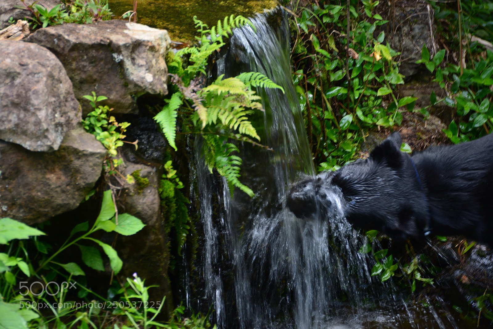 Nikon D7100 sample photo. Thirsty work ii photography