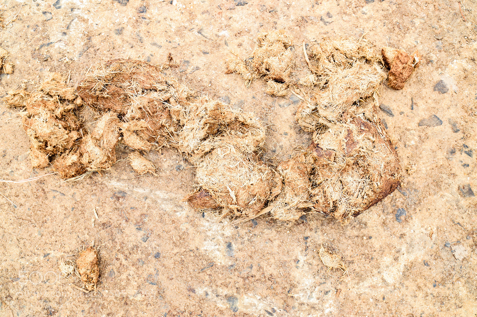 Nikon D5300 sample photo. Elephant feces photography