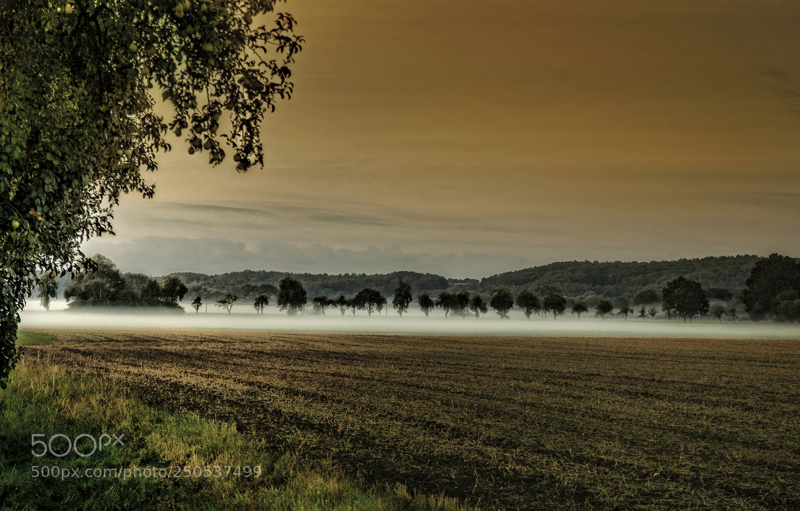 Nikon D7100 sample photo. Fog under appeltrees photography