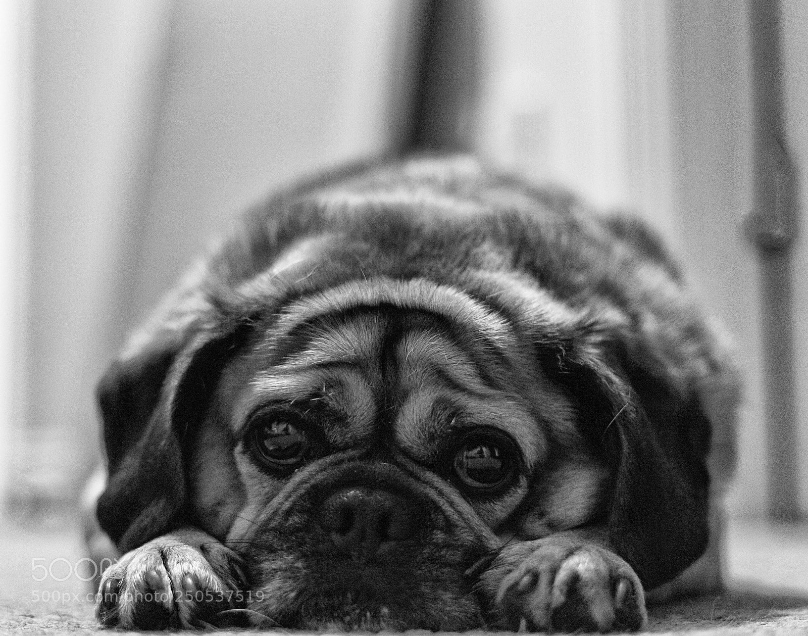 Canon EOS 5D sample photo. Who's a good boy photography