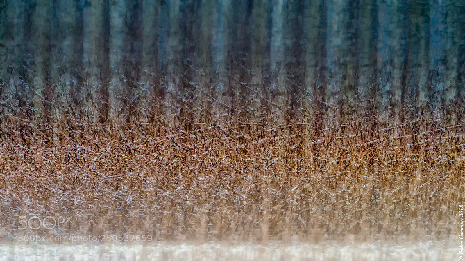Olympus OM-D E-M1 Mark II sample photo. Invierno photography
