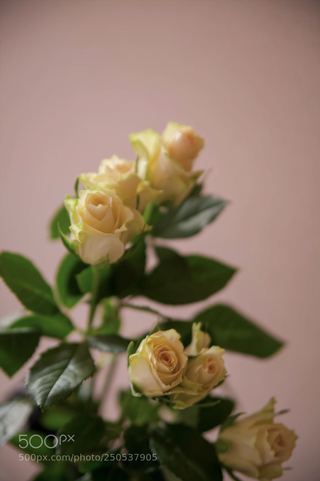 Canon EOS 5D Mark II sample photo. Friendship photography