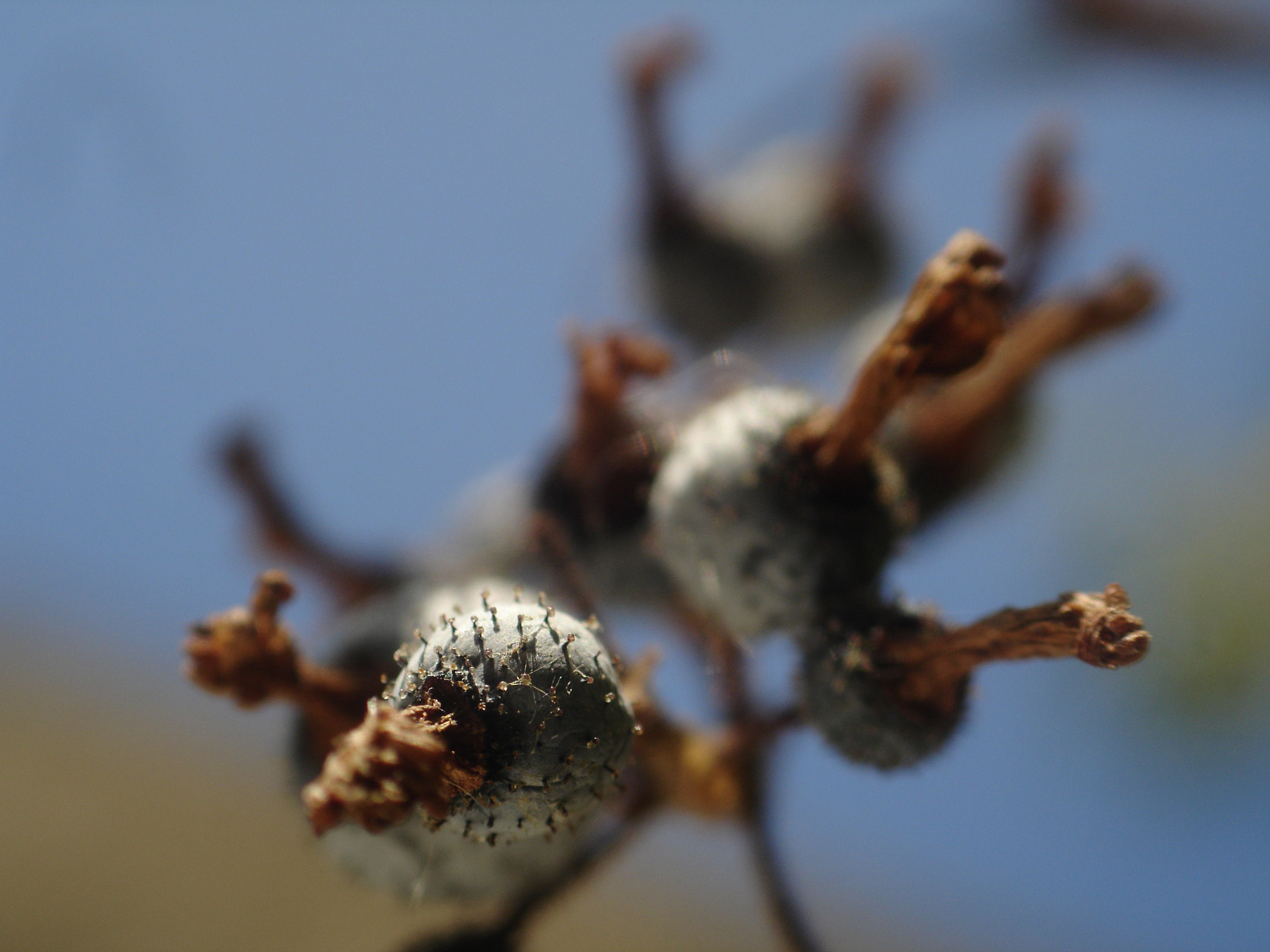 Sony DSC-P150 sample photo. Cassis photography