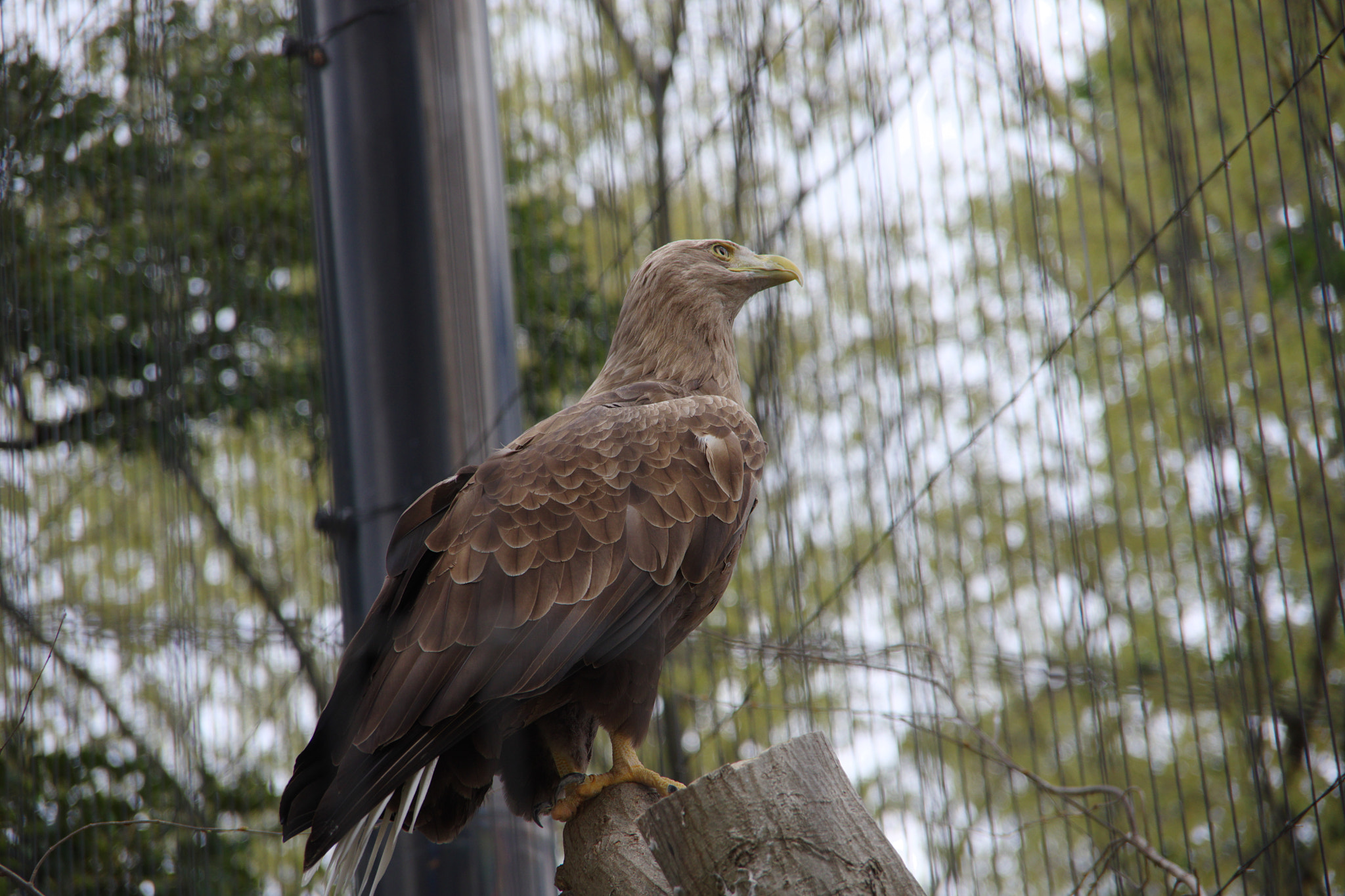 Pentax K-70 sample photo. Caged bird photography