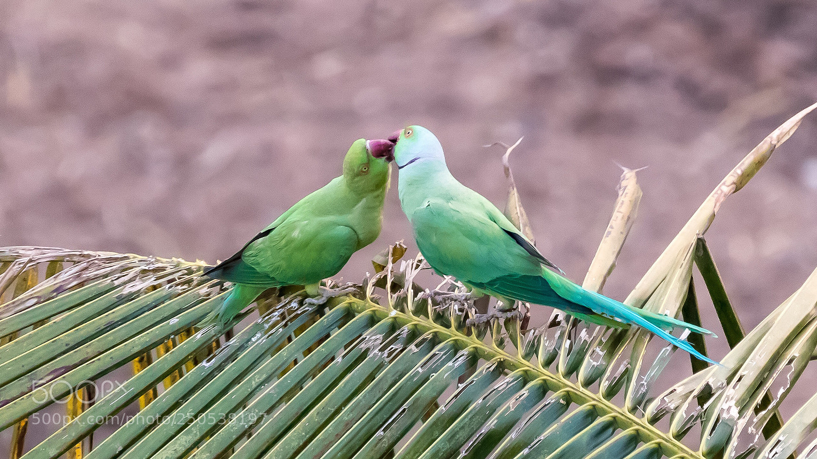 Canon EOS 80D sample photo. Parakeet’s love photography