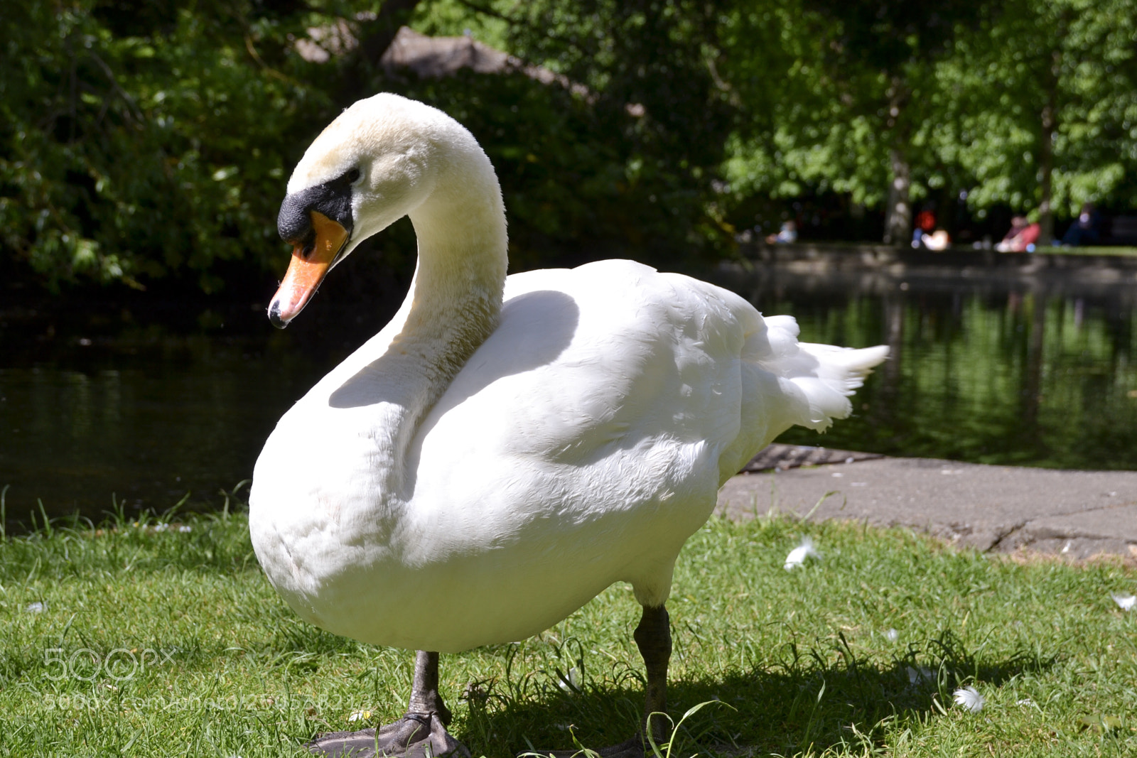 Nikon D3100 sample photo. King of the park photography