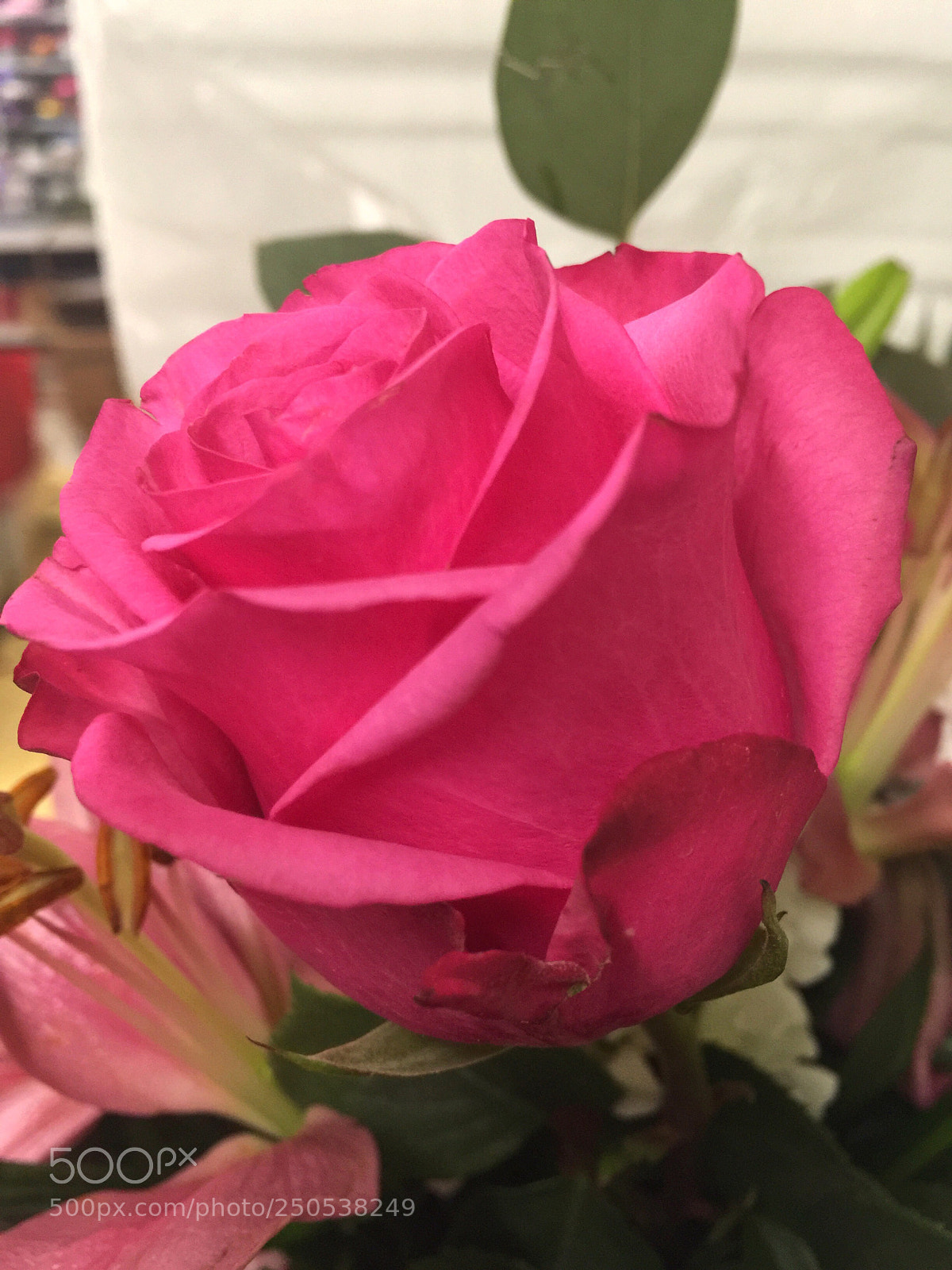 Apple iPhone 6 Plus sample photo. Today’s flower ?  photography