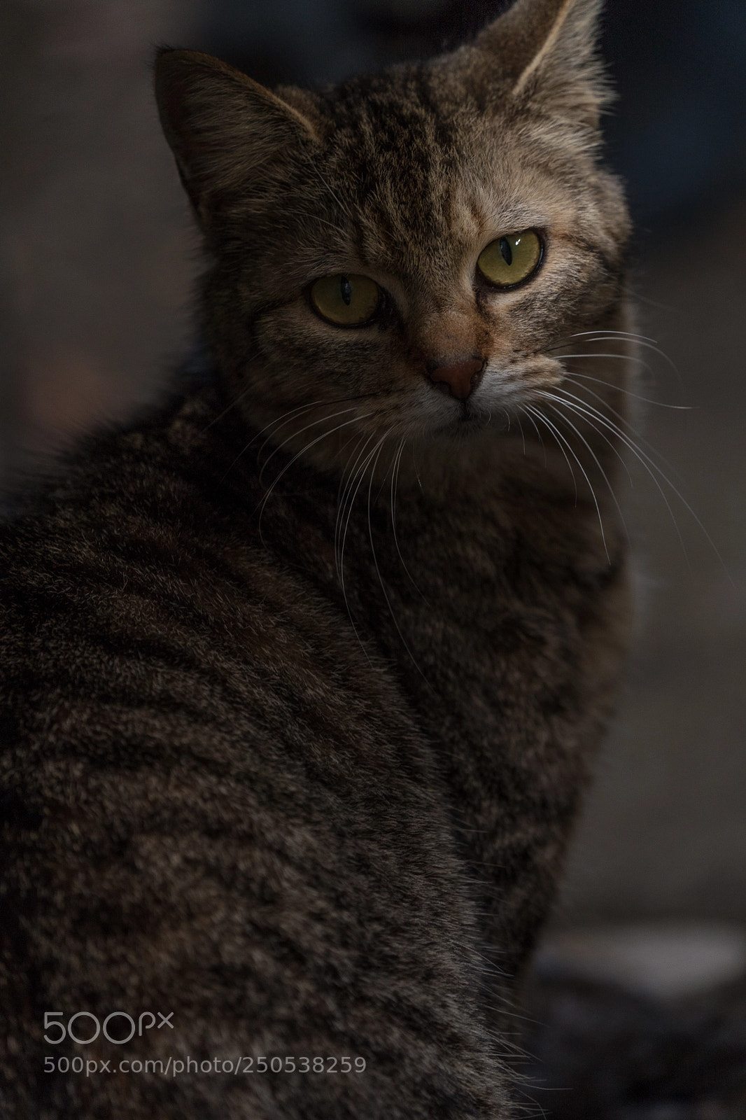 Sony a9 sample photo. Cat photography