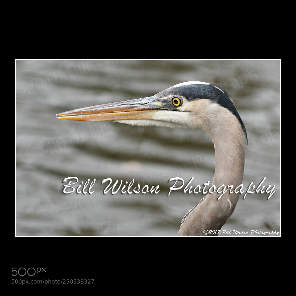 Nikon D500 sample photo. Great blue heron photography
