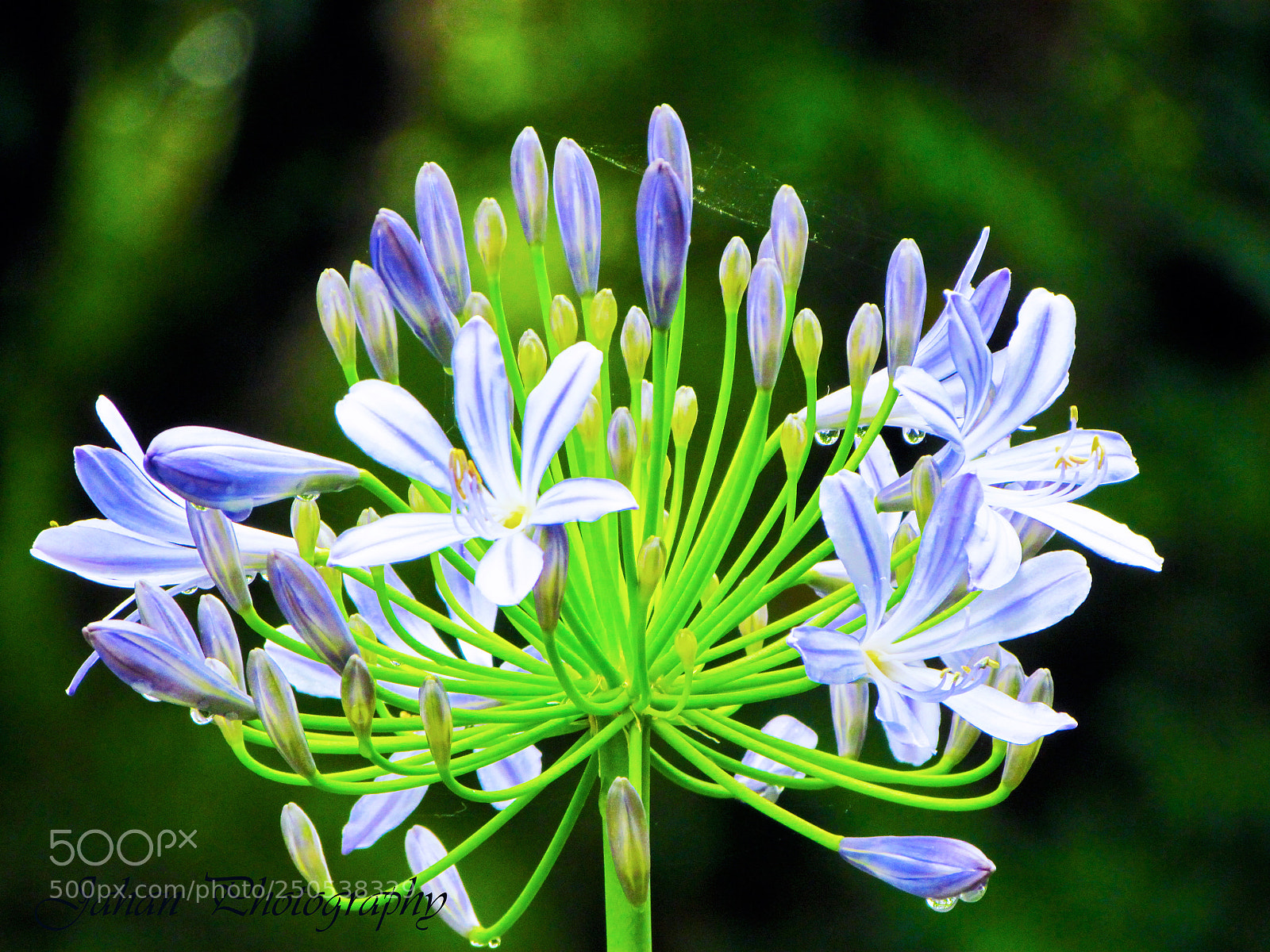 Canon PowerShot SX30 IS sample photo. Indigo intricacies photography