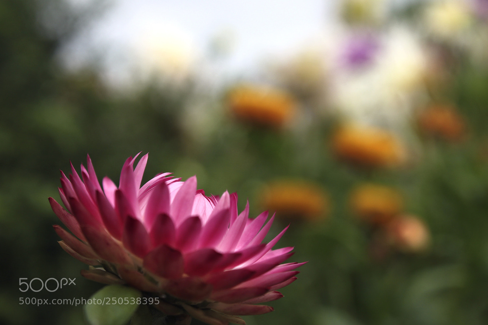 Canon EOS 500D (EOS Rebel T1i / EOS Kiss X3) sample photo. The garden photography