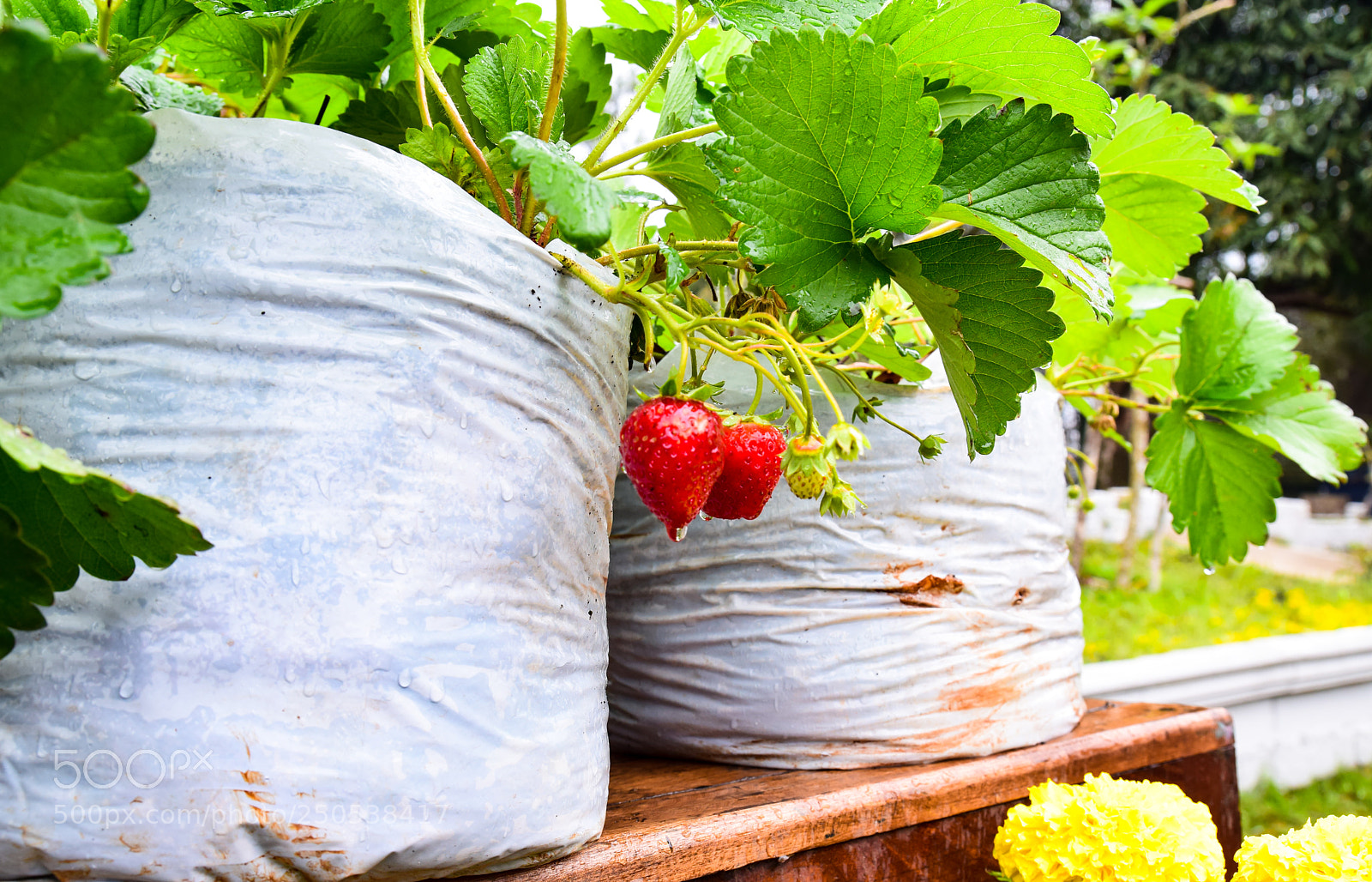 Nikon D5300 sample photo. Ripe strawberry in the photography