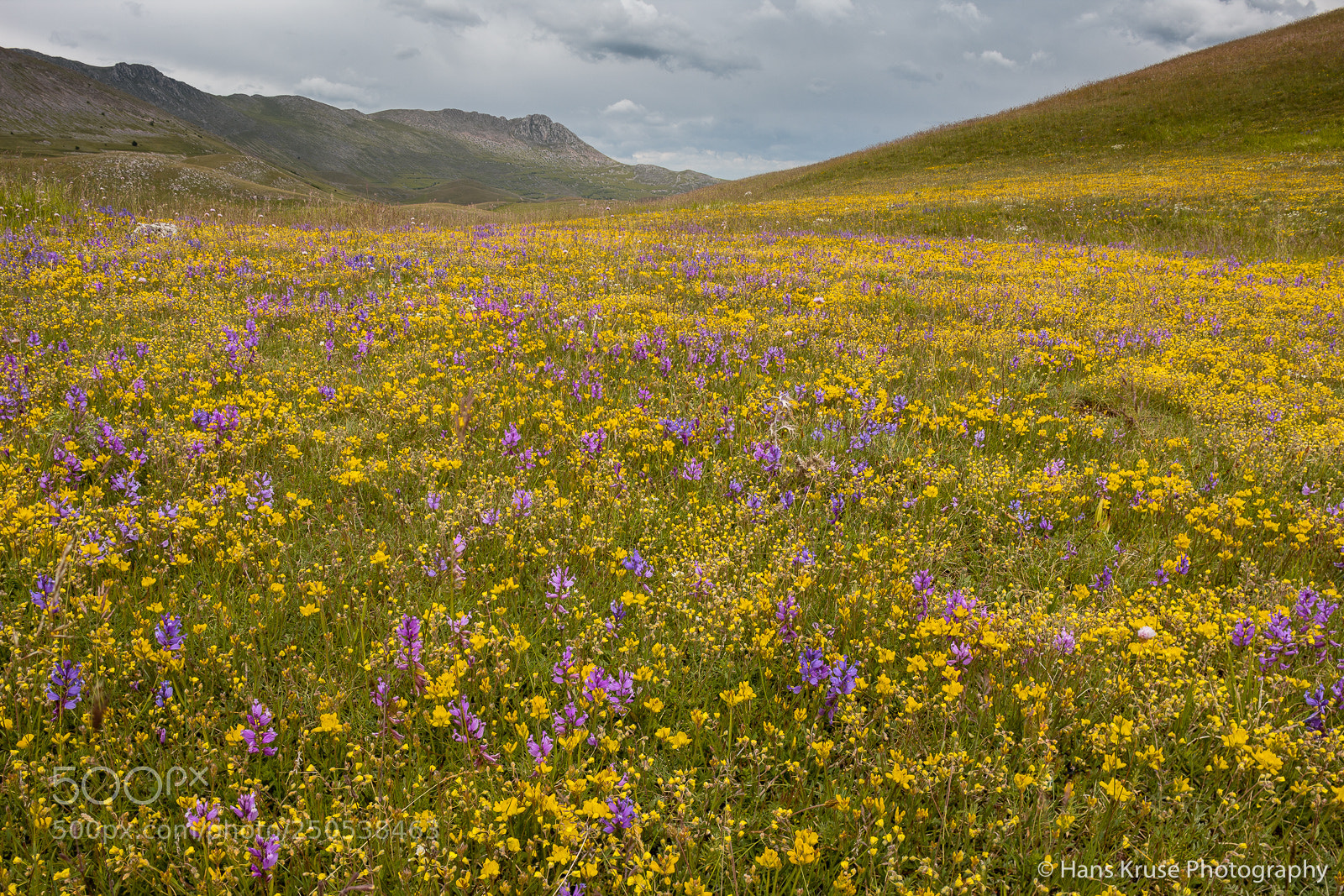 Canon EOS-1Ds Mark III sample photo. Flowers on campo imperatore photography