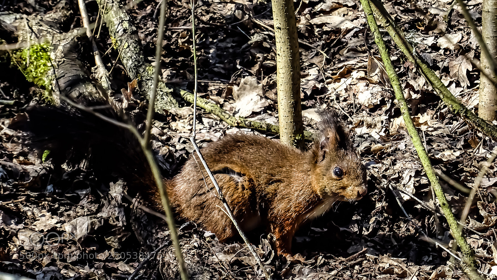 Sony DSC-HX60 sample photo. Squirrel photography