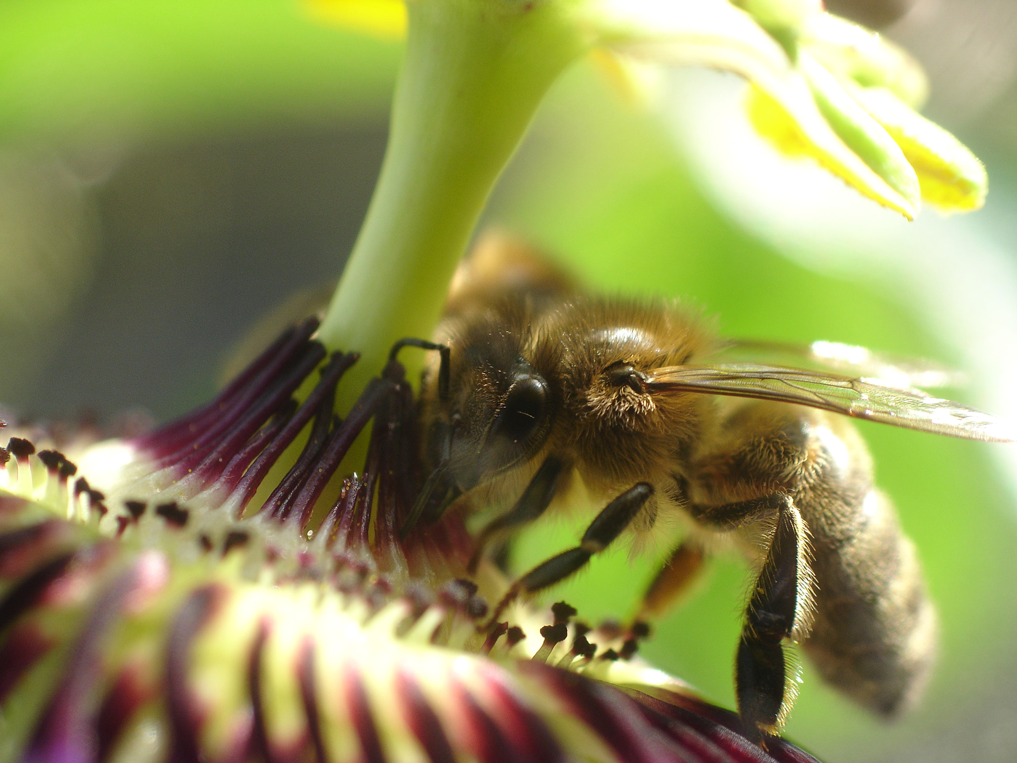 Sony DSC-P150 sample photo. Bee photography