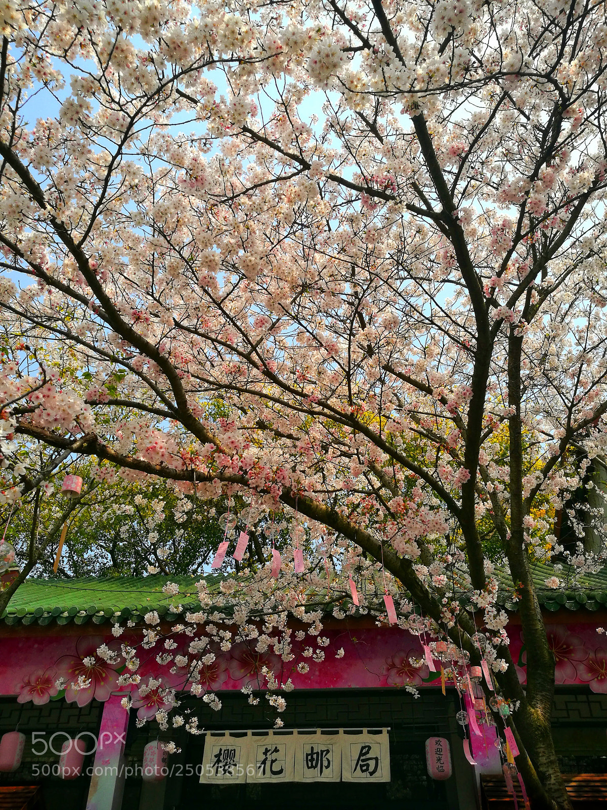 HUAWEI P9 sample photo. 樱花邮局 photography