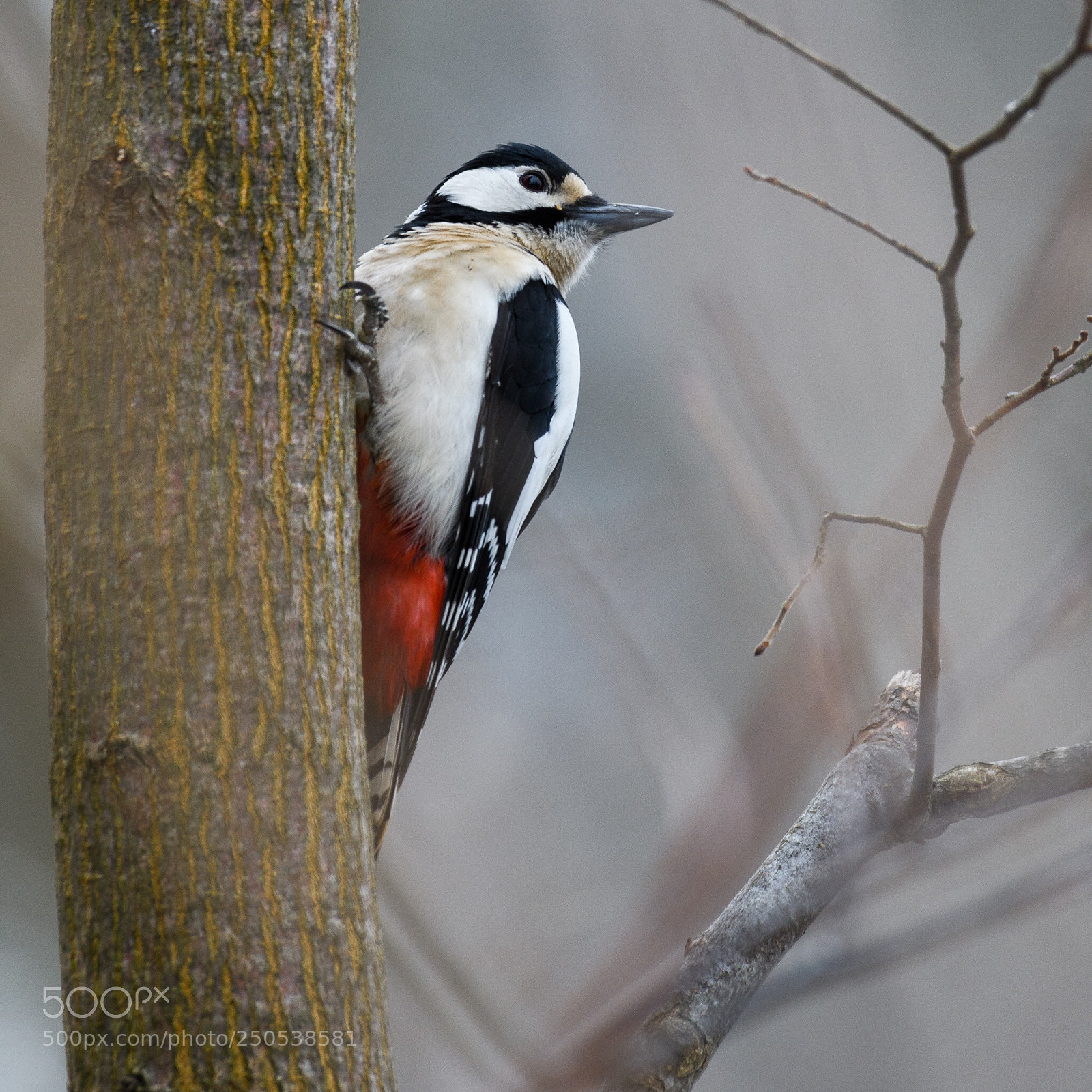 Nikon D500 sample photo. Woodpecker photography