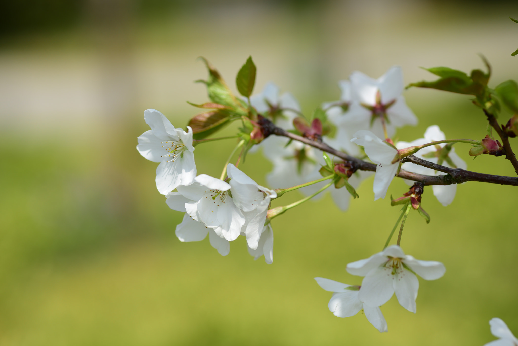 ZEISS Milvus 100mm F2 Macro sample photo. Sakura photography