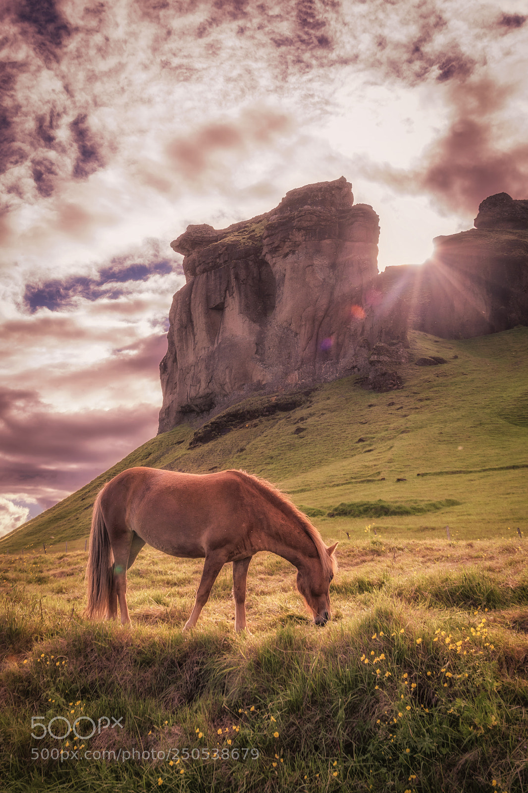 Nikon D5300 sample photo. Horseland photography