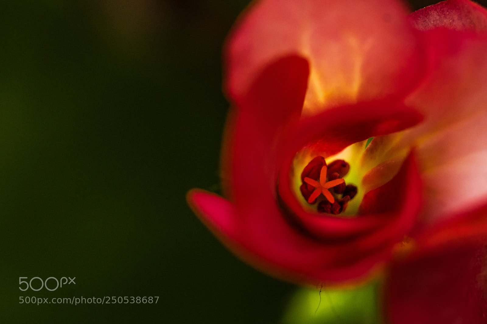 Pentax K-3 sample photo. Flower photography