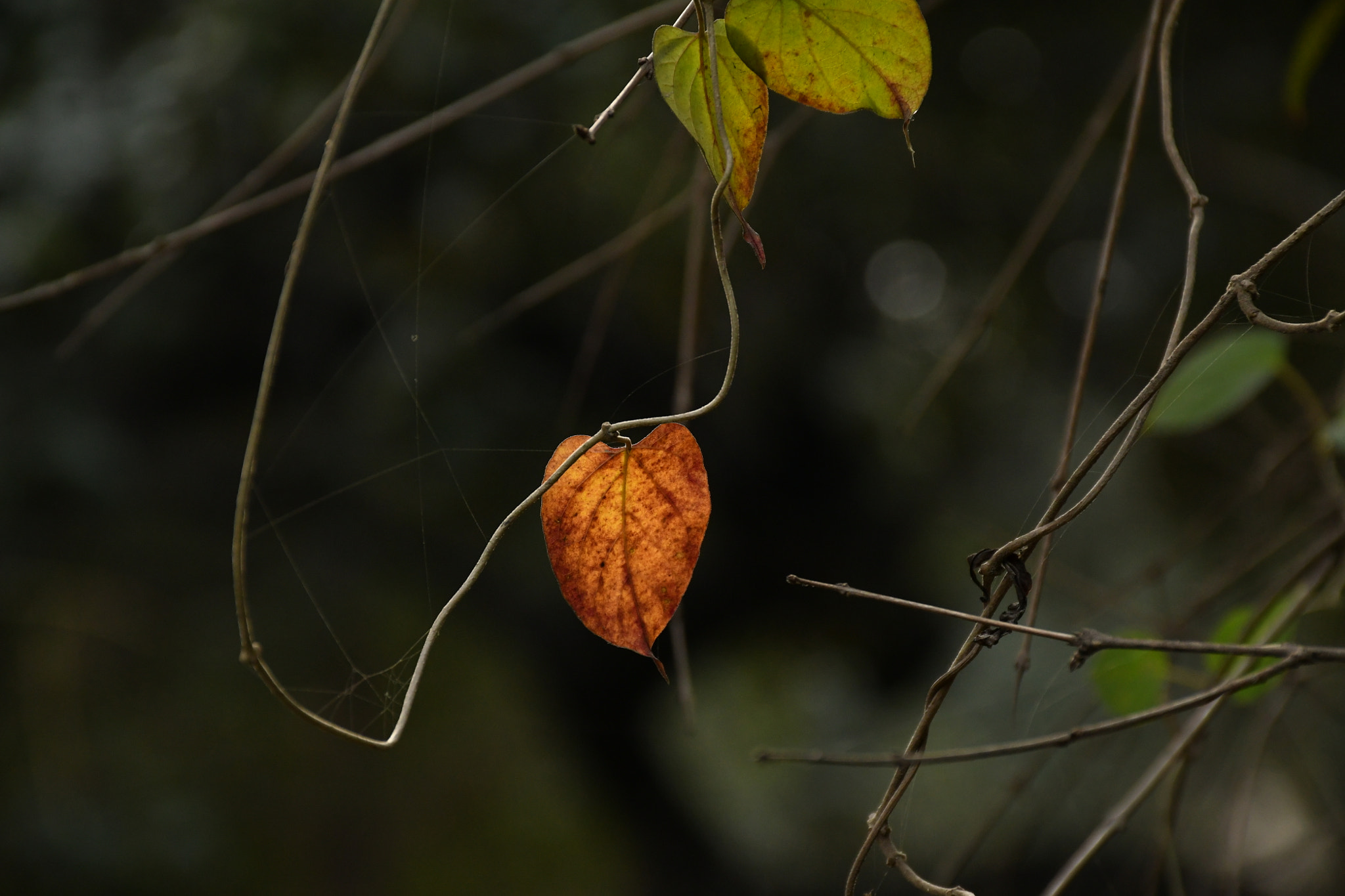 Nikon D7500 sample photo