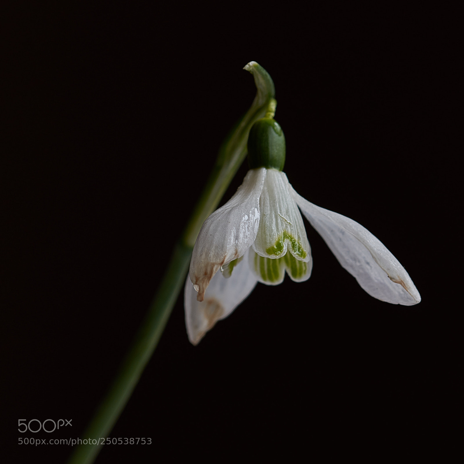 Nikon D7200 sample photo. Snowdrop photography