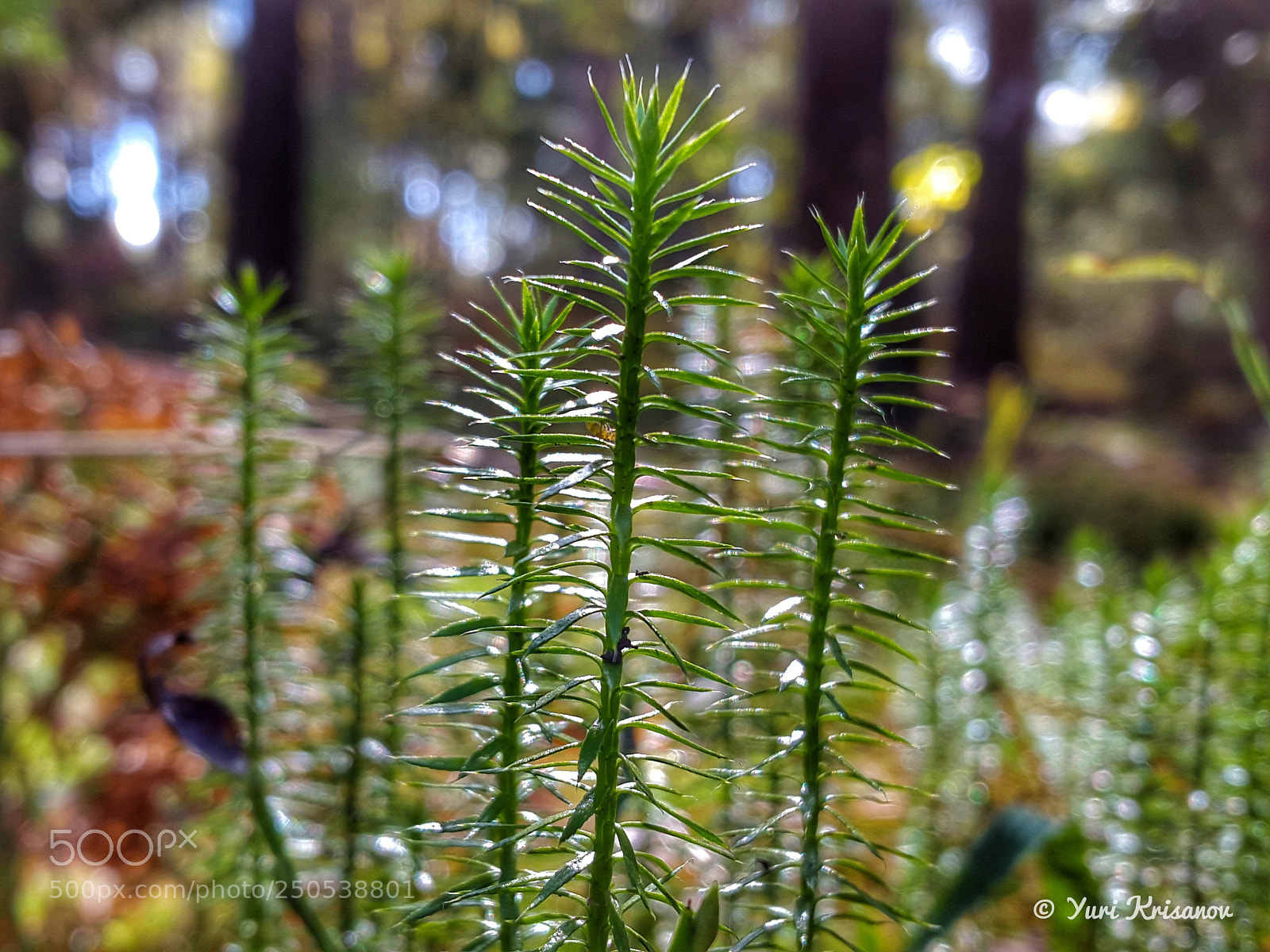 Samsung Galaxy Alpha sample photo. The moss in the photography