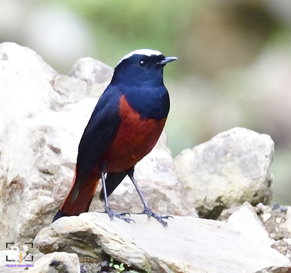 Nikon D5 sample photo. White-capped water redstart@bhutan photography