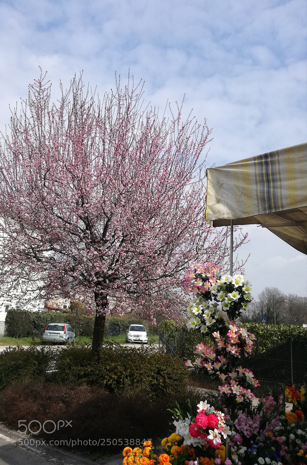 HUAWEI P9 LITE sample photo. Spring photography