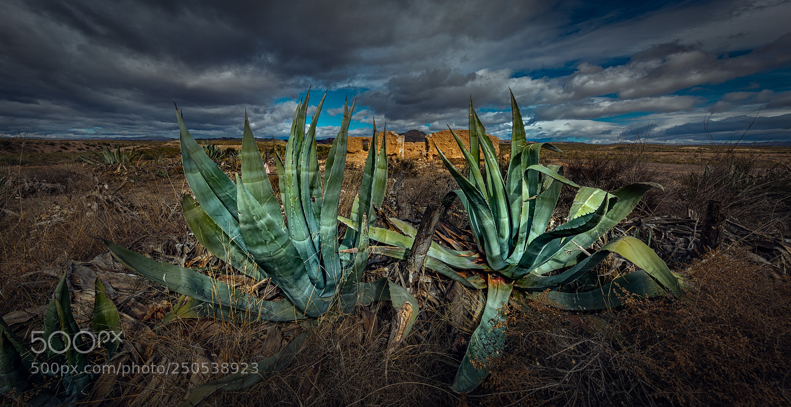Canon EOS 5DS R sample photo. Cactus andalucia photography