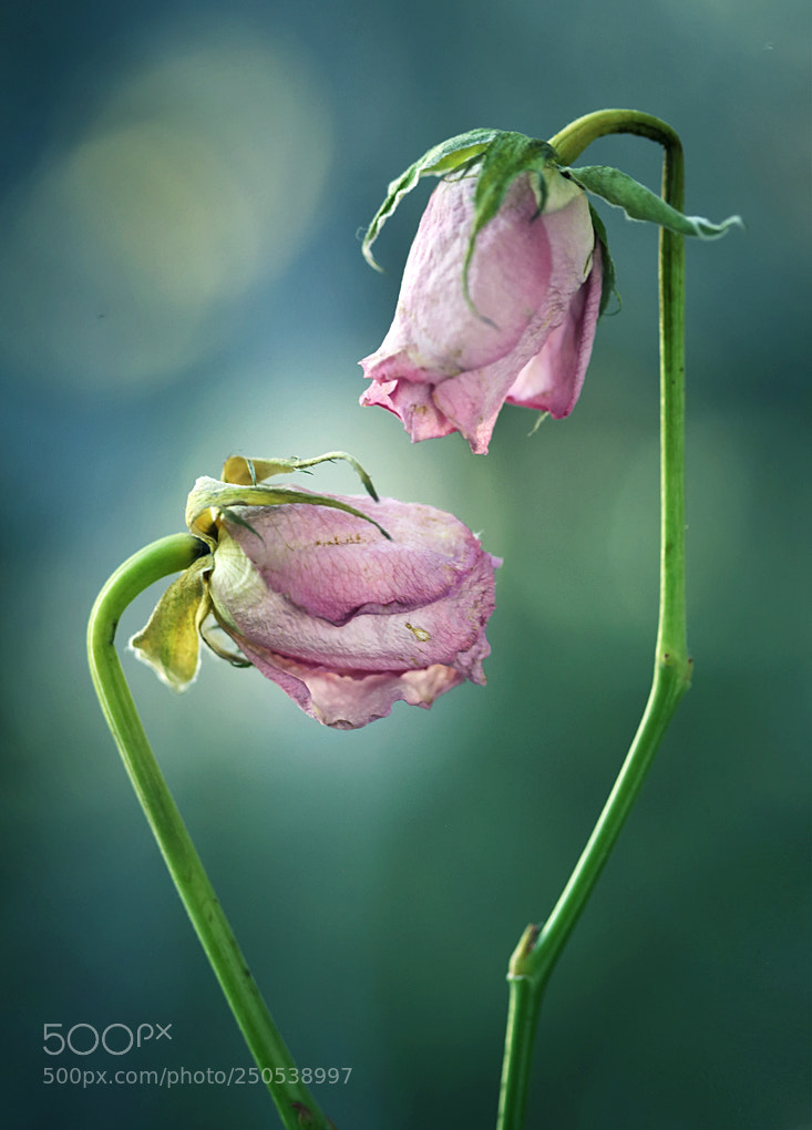 Canon EOS 5D Mark II sample photo. Rose photography