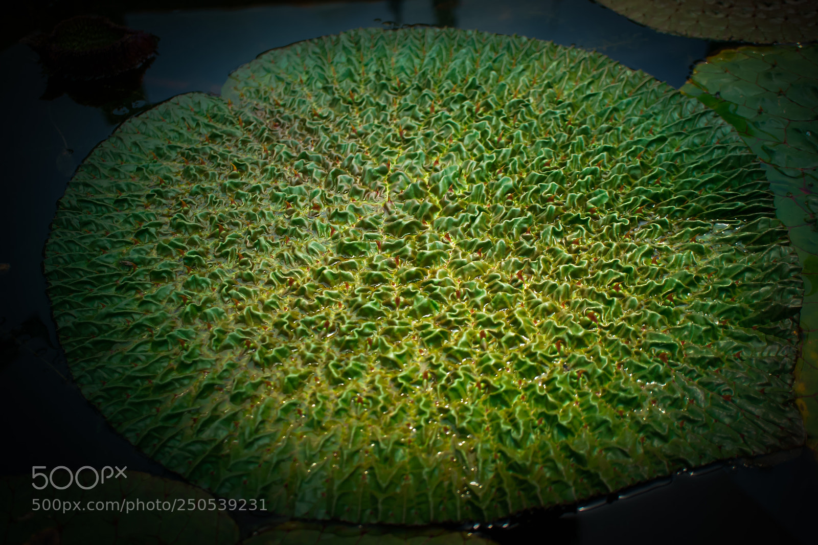Sony a6000 sample photo. Crocodile waterlily photography