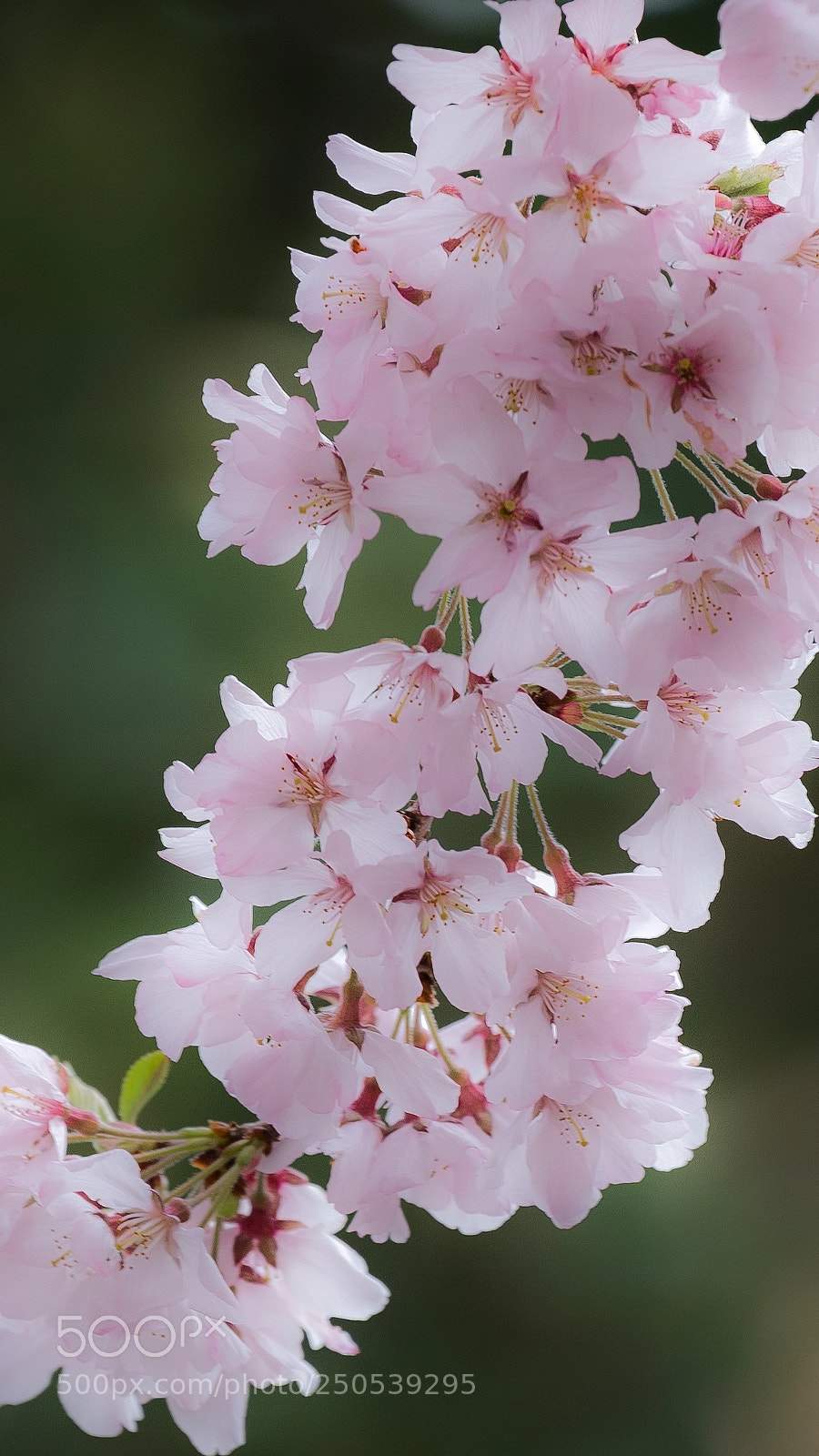 Sony a9 sample photo. Sakura in contrast photography