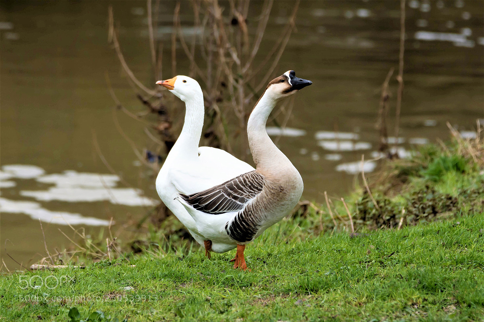 Nikon D7200 sample photo. Goose with double heads photography