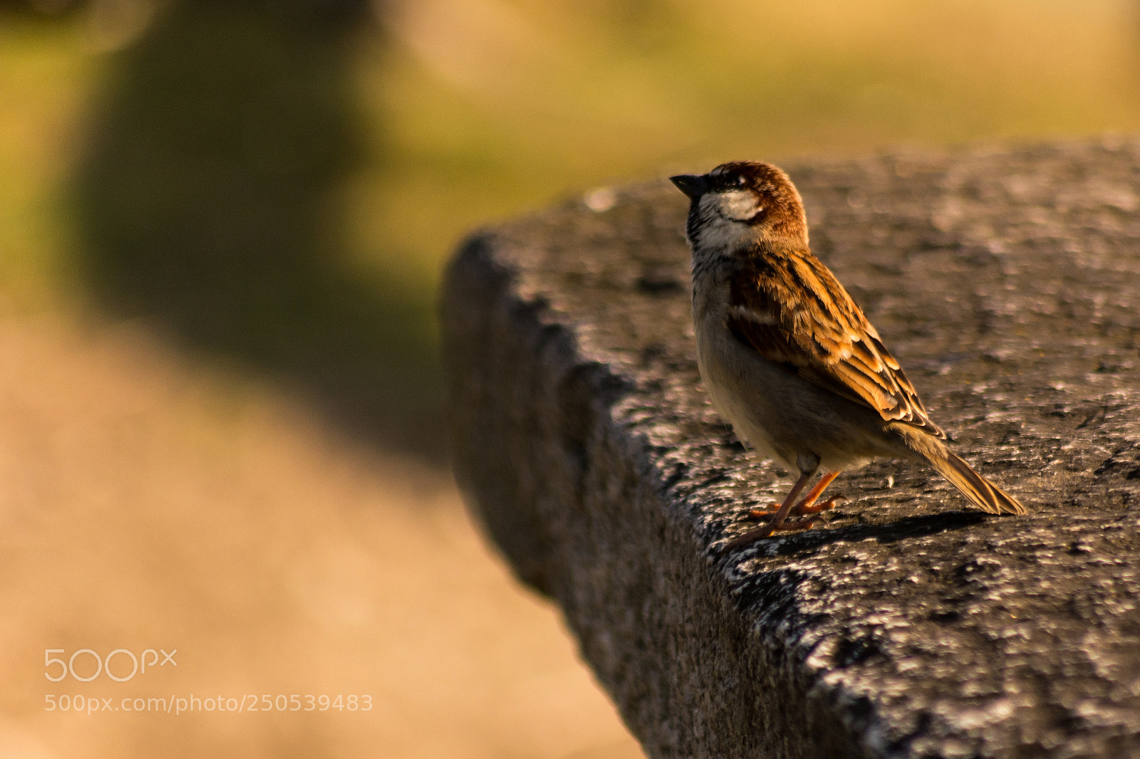 Nikon D5200 sample photo. Sparrow photography