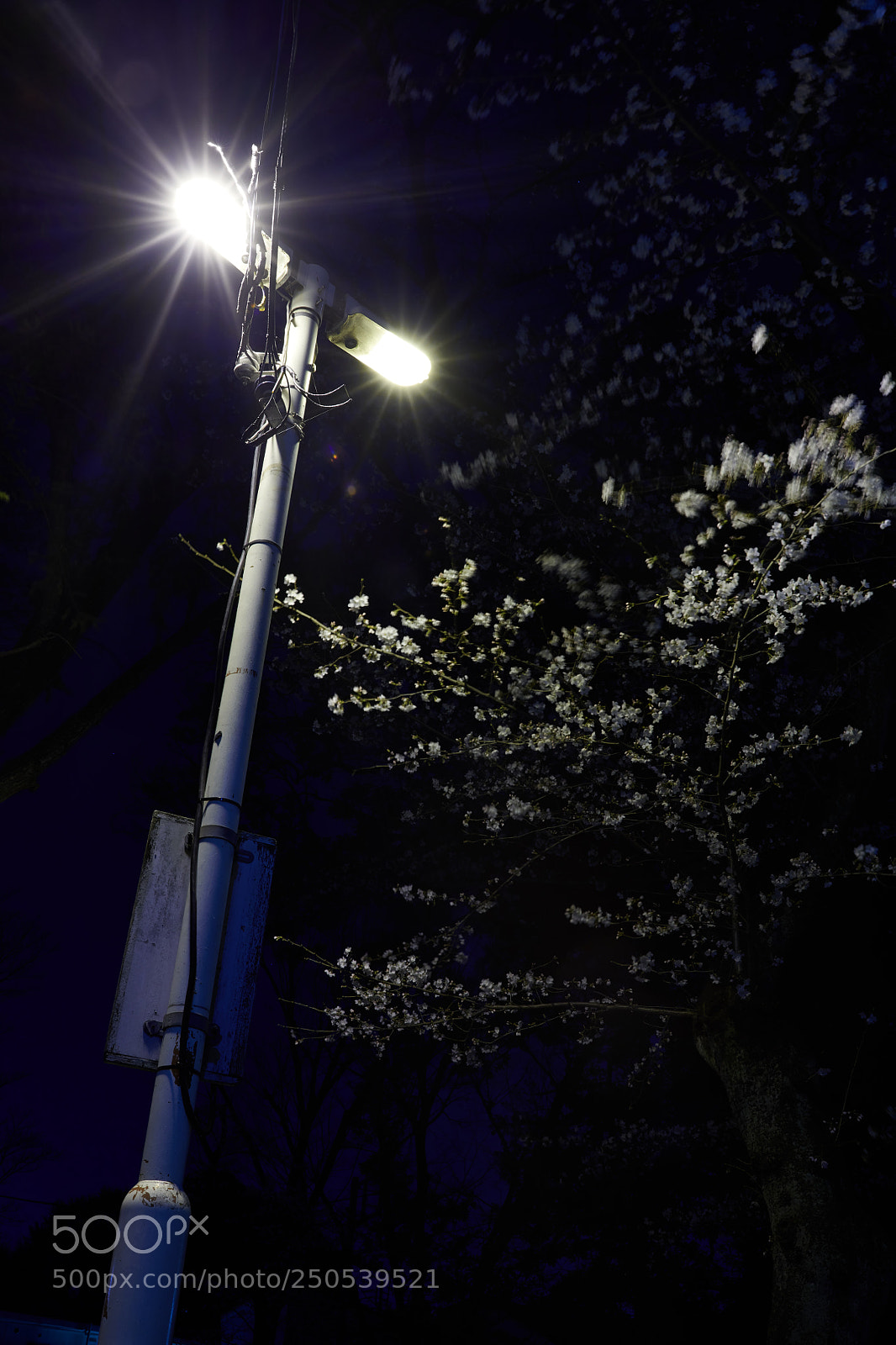 Nikon D850 sample photo. Dsc photography