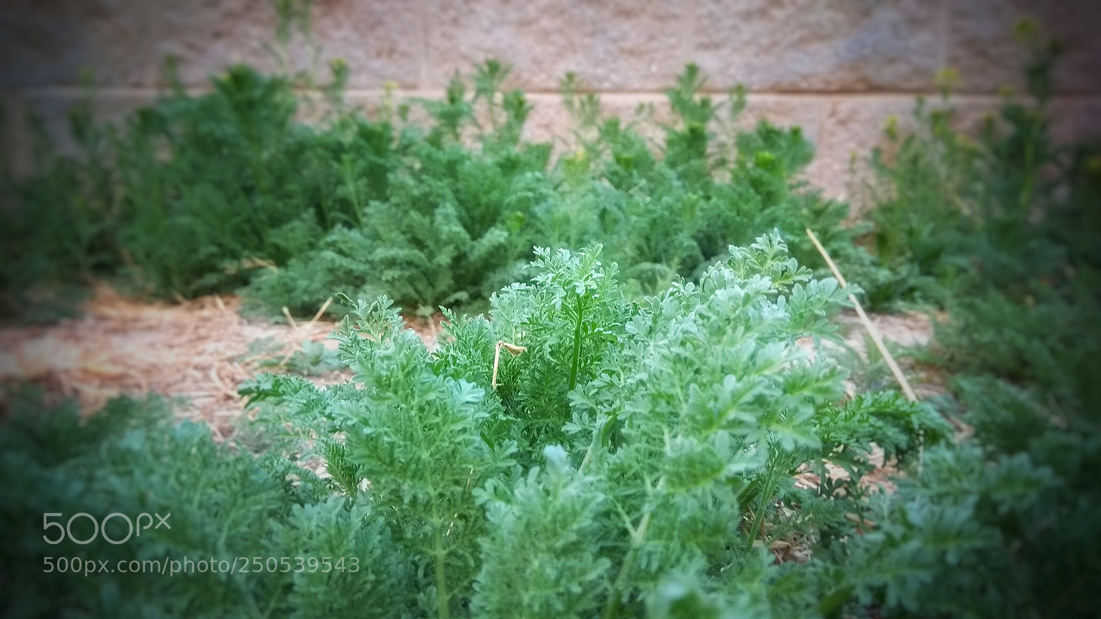 Xiaomi Redmi Note 4X sample photo. Look forward to spring photography