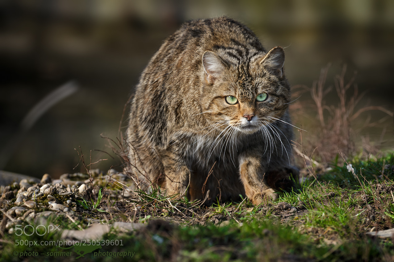 Canon EOS 70D sample photo. Wild cat photography