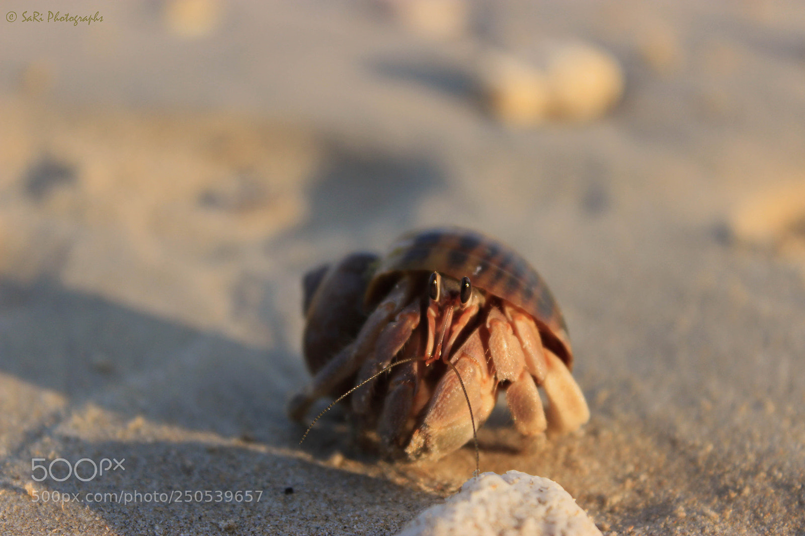 Canon EOS 600D (Rebel EOS T3i / EOS Kiss X5) sample photo. Look who's there! photography