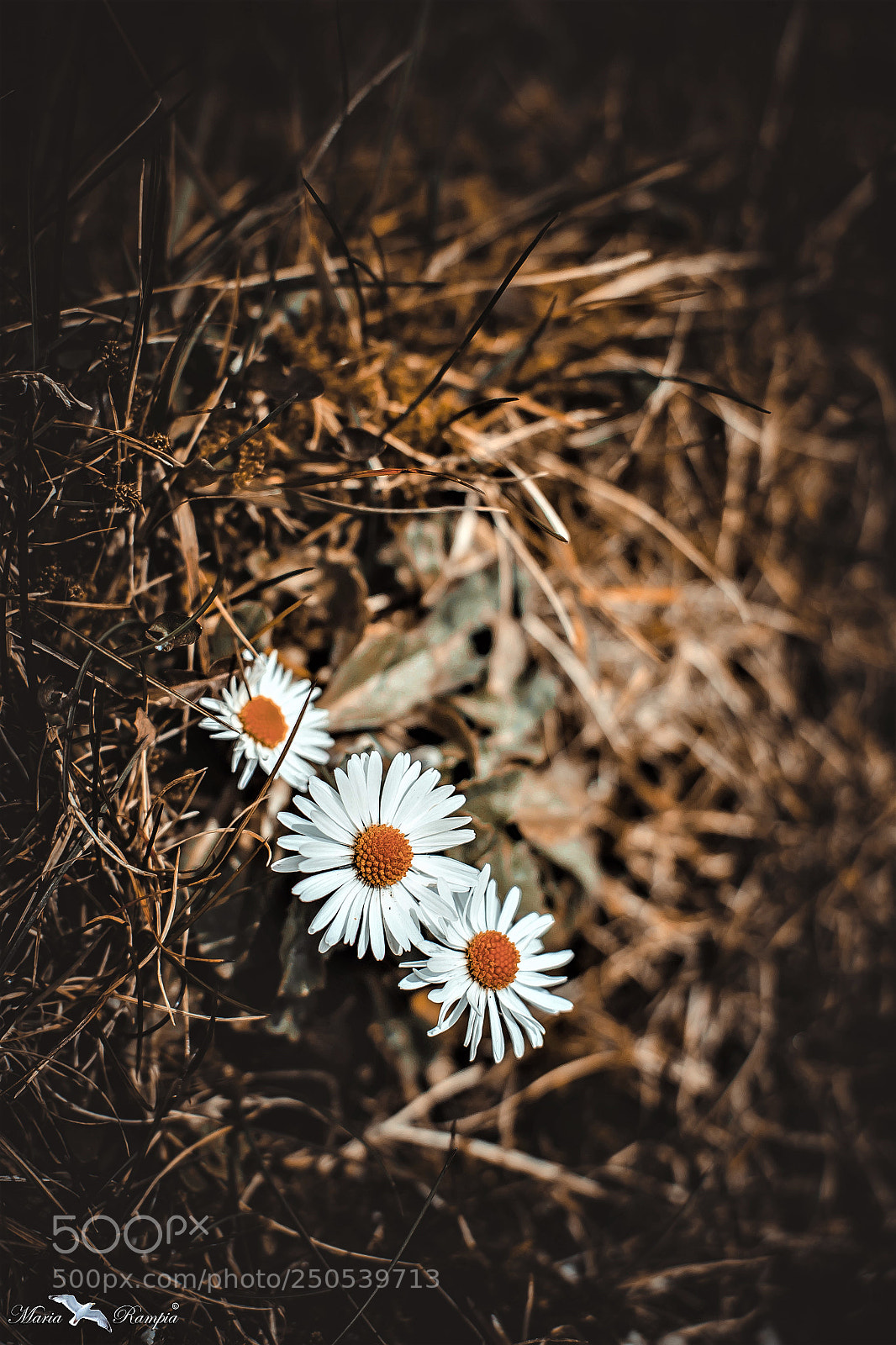Canon EOS 70D sample photo. Three photography