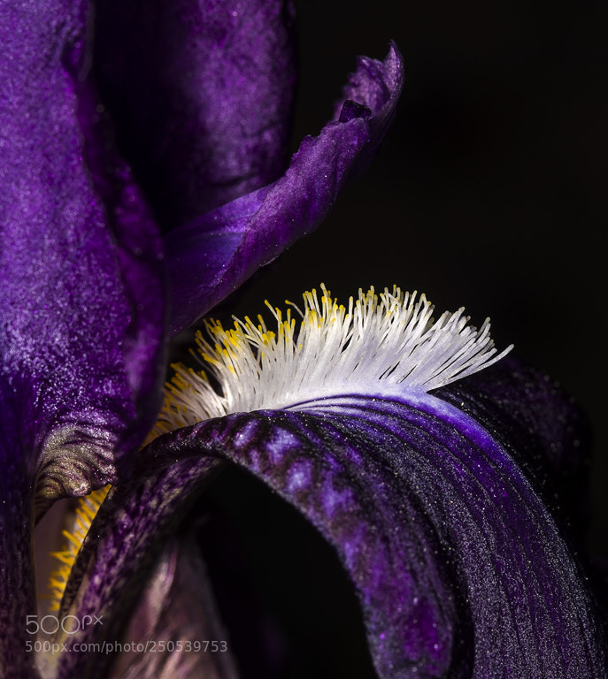 Nikon D7200 sample photo. Iris germánica photography