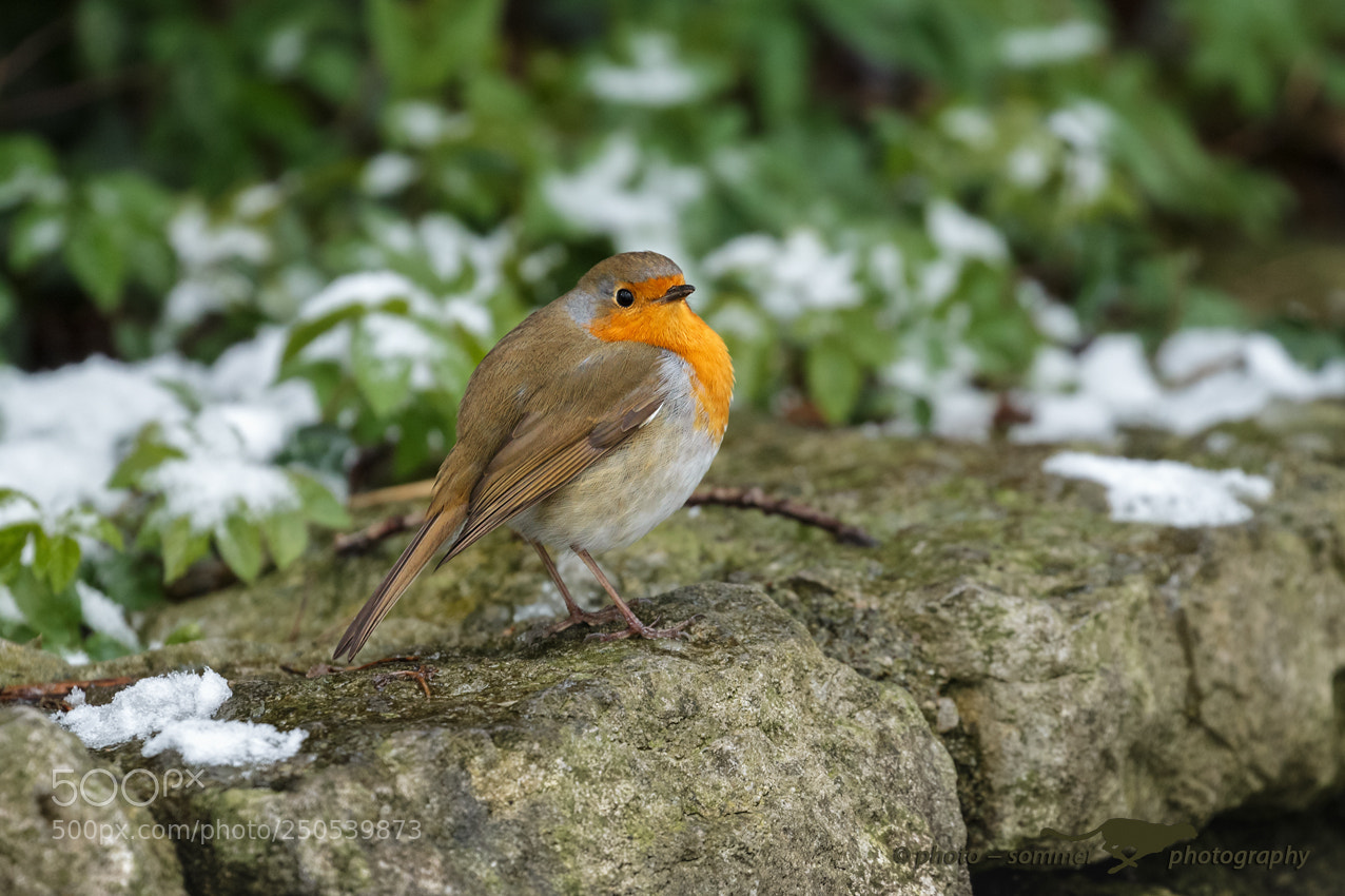 Canon EOS 70D sample photo. European robin photography